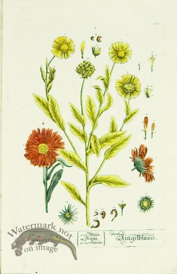 Blackwell German 172